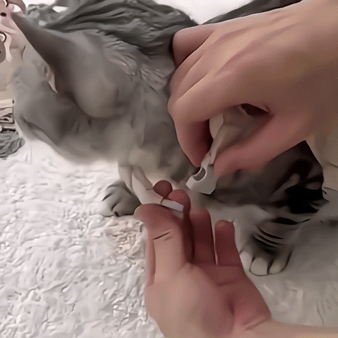 Harnais chat avec motif ourson