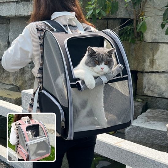 chat dans un sac Ă dos qui sort sa pate