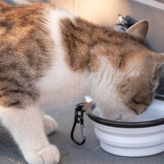 Gamelle chat de voyage pliante 350ml