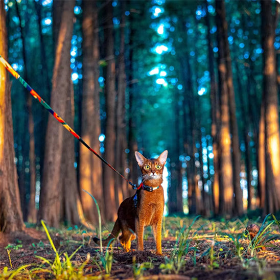 harnais-chat-ajustable-balade