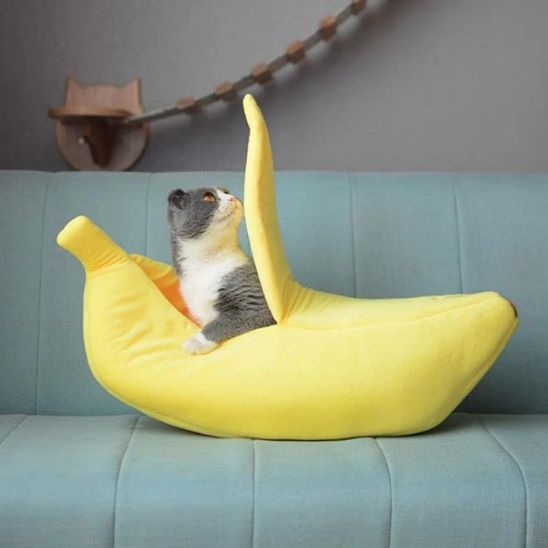 panier-chat-banane-jeux
