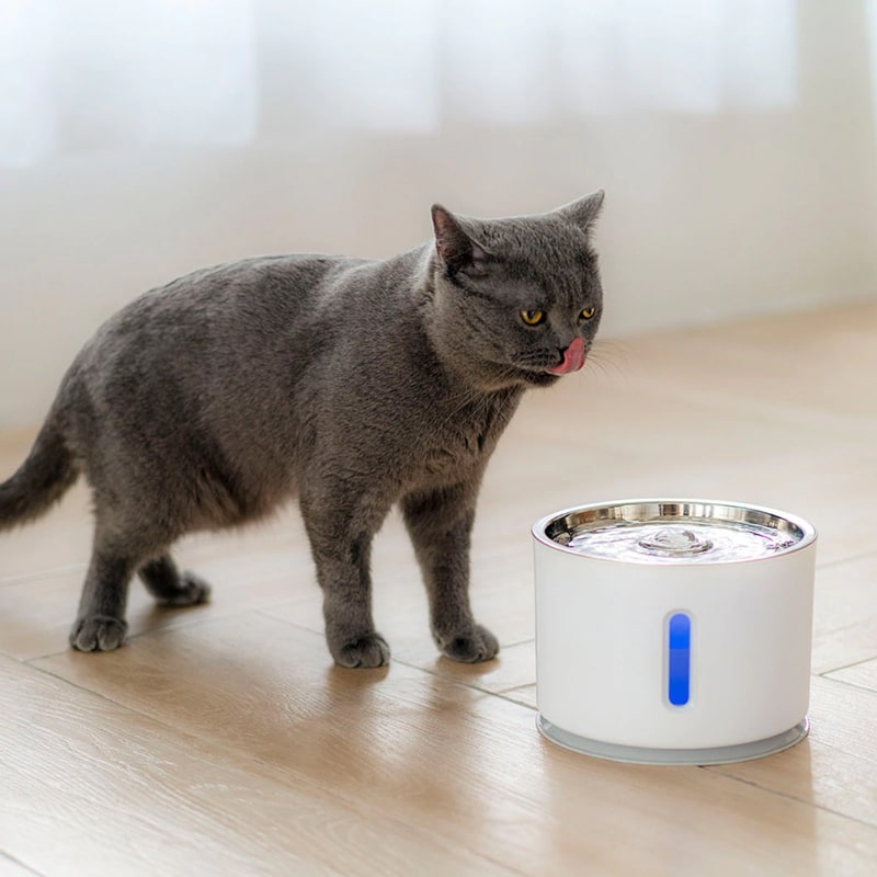 Fontaine Eau Fraiche Pour Chat