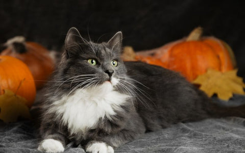 Chat en peluche très ressemblant à un vrai chat, gris et blanc, allongé à côté de citrouilles.
