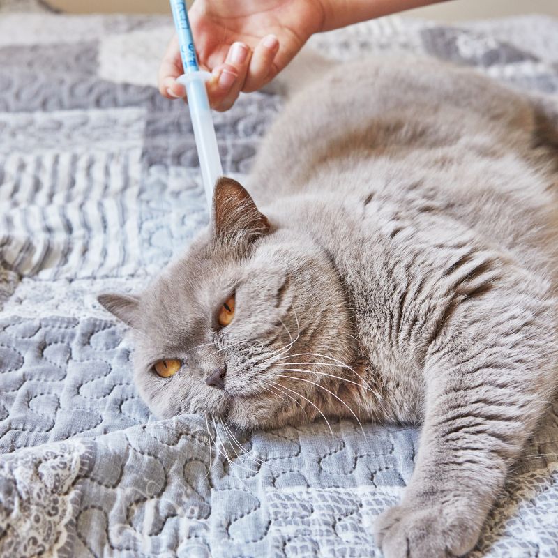 Les maladies courantes chez les chats et comment les prévenir