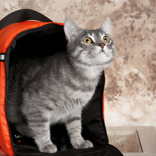 Comment préparer son chat à un déménagement ?