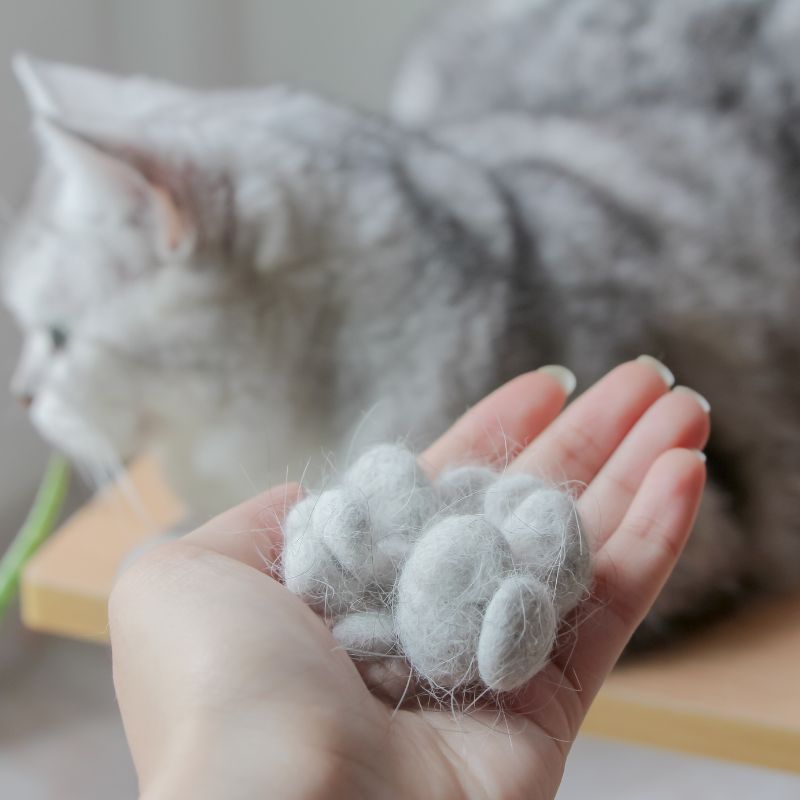 Comment prévenir et traiter les boules de poils chez le chat ?