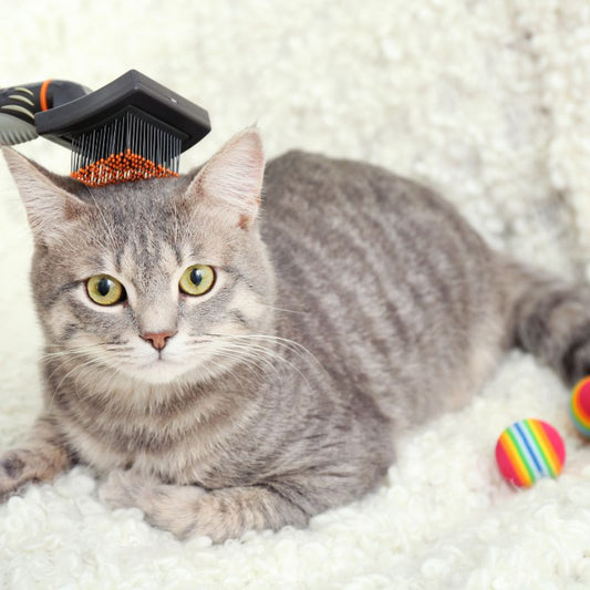 Comment toiletter son chat à la maison ?