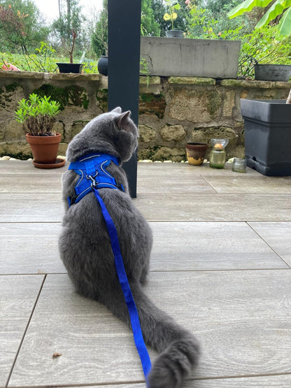 Harnais Chat Anti-fugue avec Laisse