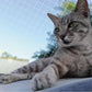 Filet Balcon Chat Anti-fugue