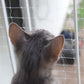 Filet Balcon Chat Anti-fugue