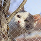 Filet Balcon Chat Anti-fugue
