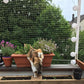 Filet Balcon Chat Anti-fugue