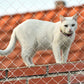 Filet Balcon Chat Anti-fugue