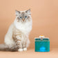 Main coon devant Fontaine à Eau pour Chat Silencieuse bleue