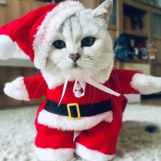 Déguisement pour chat