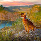 harnais-chat-ajustable-multicolore