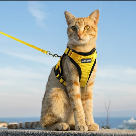 Harnais Chat,Harnais pour Chat,Harnais Laisse pour Chat,Laisse Harnais Harnais Chat,Harnais pour Chat,Harnais Laisse pour Chat,Laisse Harnais