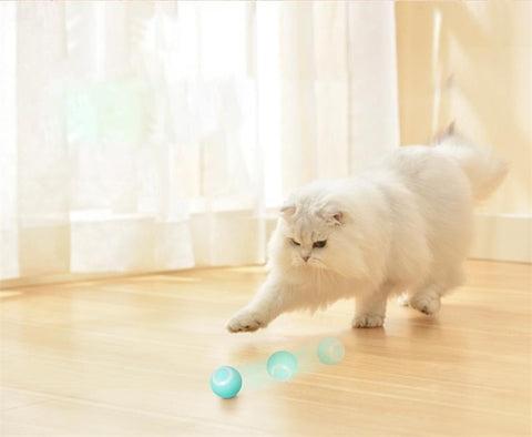 marque generique - Pet Chat Jouets Balle Interactive Jouet Chat Fenêtre  Ventouse Piste Balle Bleu - Jouet pour chien - Rue du Commerce