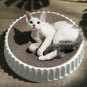 Griffoir Pour Chat En Forme De Pantoufle - Design Panda Mignon - 50 X 27 Cm - En Carton Ondulé Durable - 5